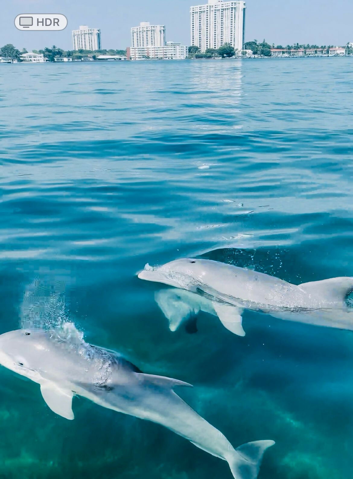 Dlphins